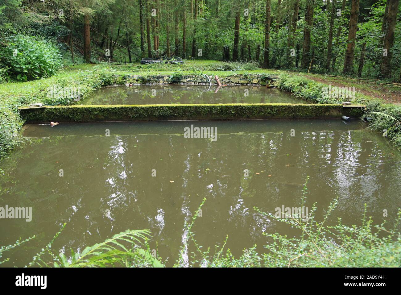 Bassins à truites dans la Forêt Noire Banque D'Images