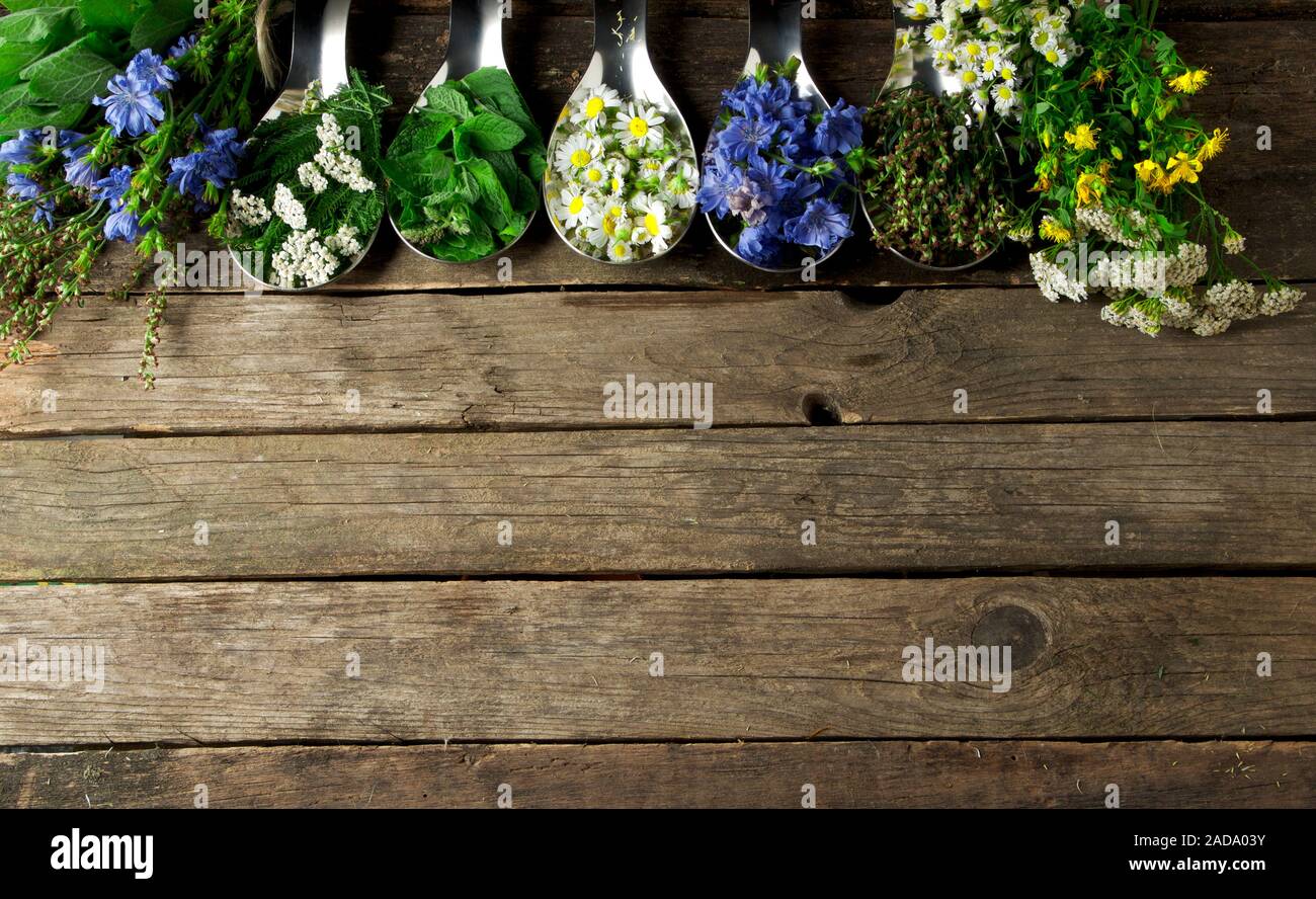 Des herbes médicinales. Les herbes médicinales (camomille, achillée, absinthe, menthe, millepertuis et de chicorée) sur une vieille planche de bois. Banque D'Images
