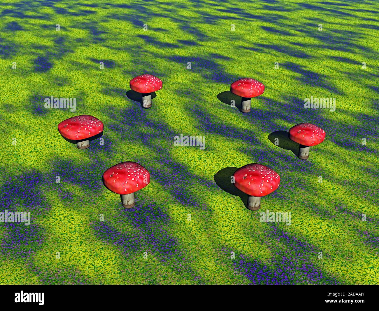 Les champignons que l'anneau d'une sorcière sur le pré Banque D'Images