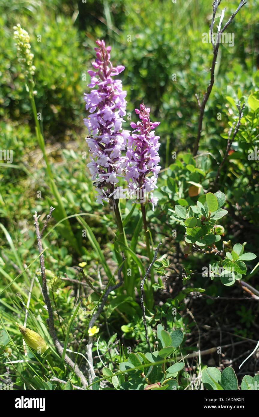 La floraison des plantes alpines sur le bord du sentier de randonnée, de l'Ötztal, Autriche Banque D'Images La floraison des plantes alpines sur le bord du sentier de randonnée, de l'Ötztal, Autriche Banque D'Images