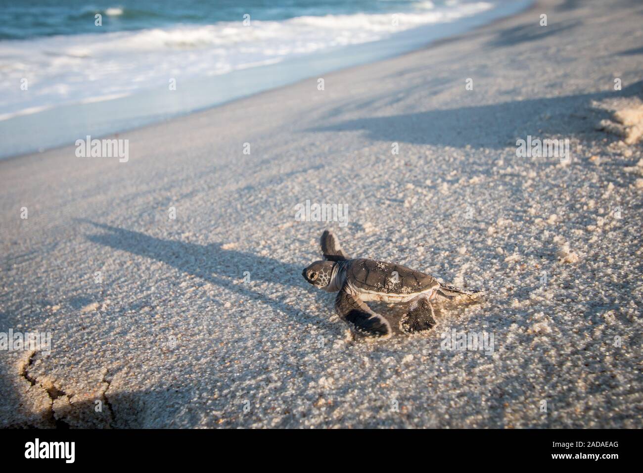 Bébé tortue de mer verte sur la plage. Banque D'Images