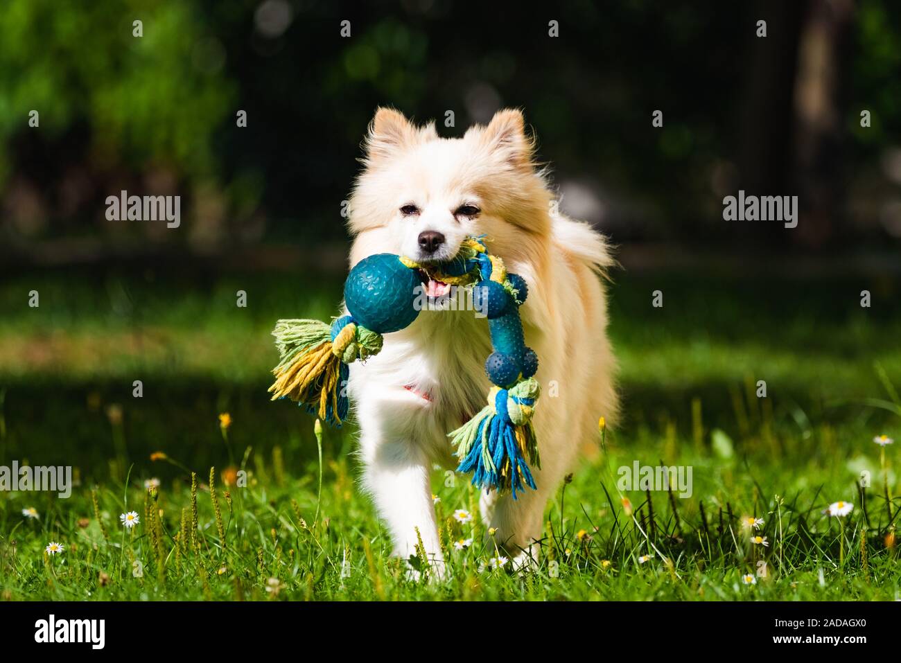 Chien Pomeranian spitz allemand klein aller chercher un jouet en courant vers la caméra. Banque D'Images