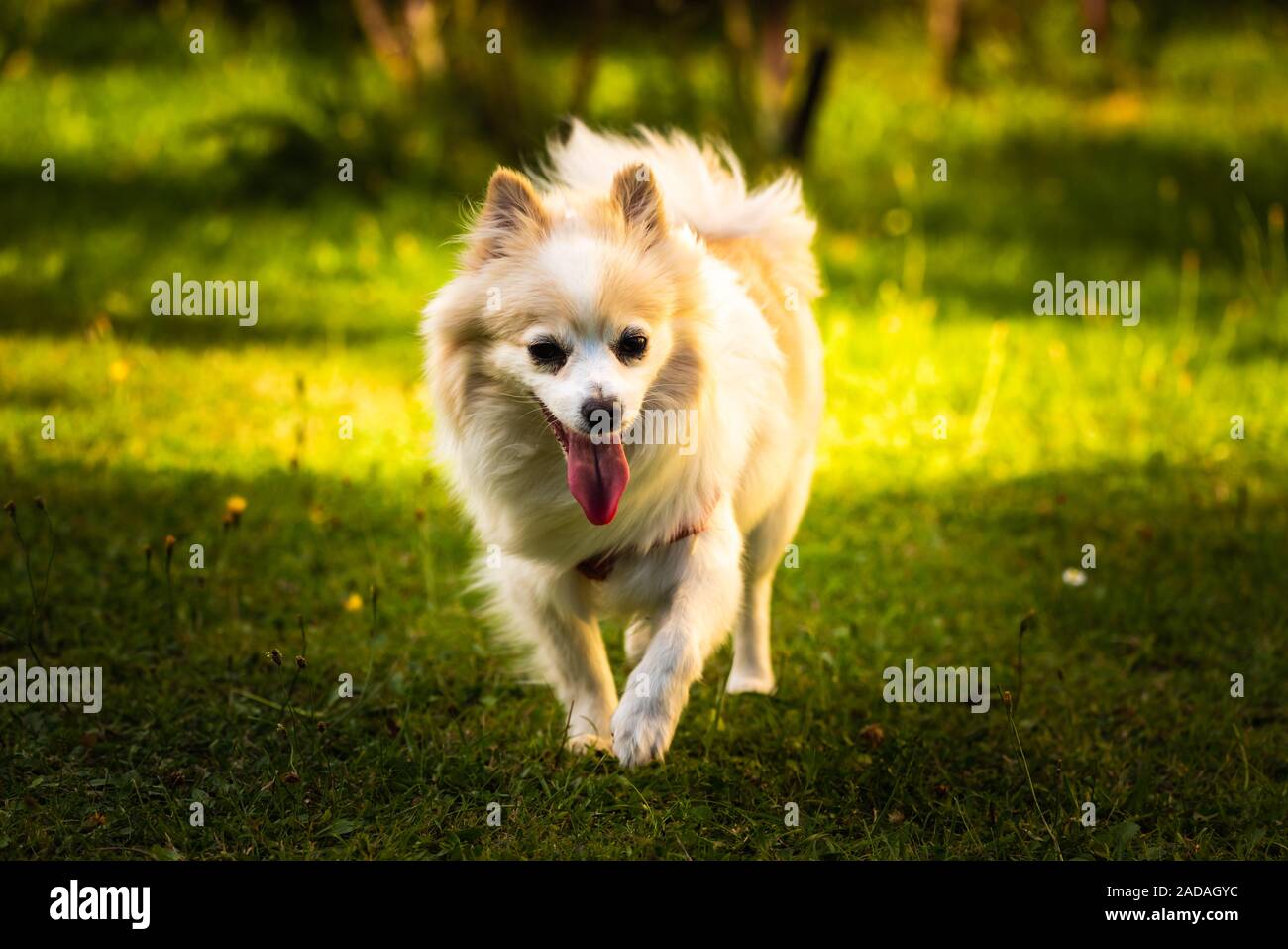 Chien Pomeranian spitz allemand klein in backyard Banque D'Images