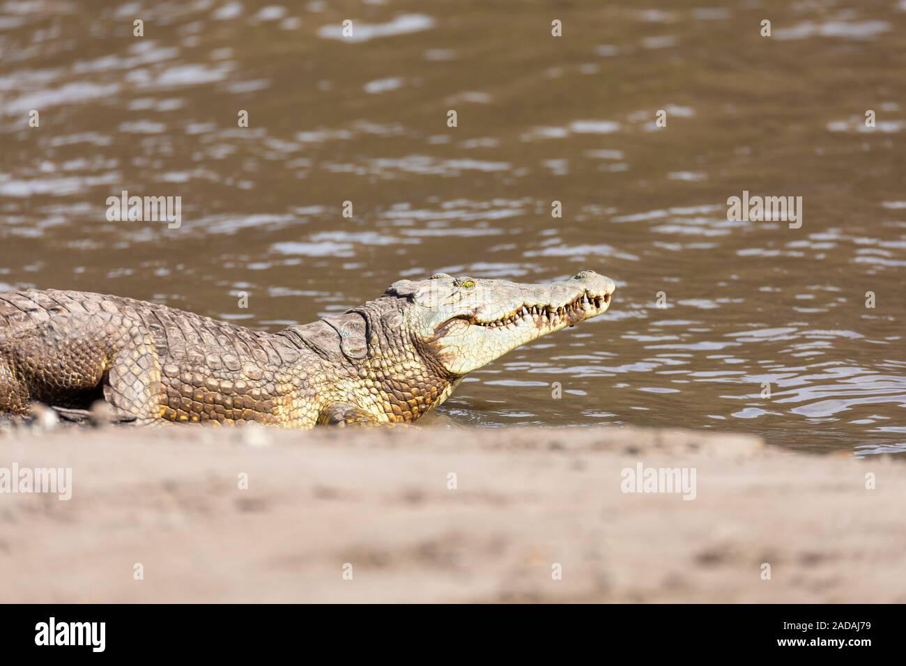 Grand crocodile du Nil, l'Ethiopie Chutes d'Awash Banque D'Images