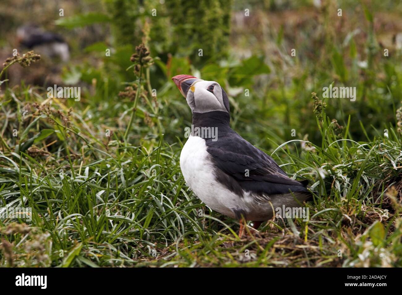 Macareux moine, macareux, commune (Fratercula arctica), Islande, Hafnarholmi Banque D'Images