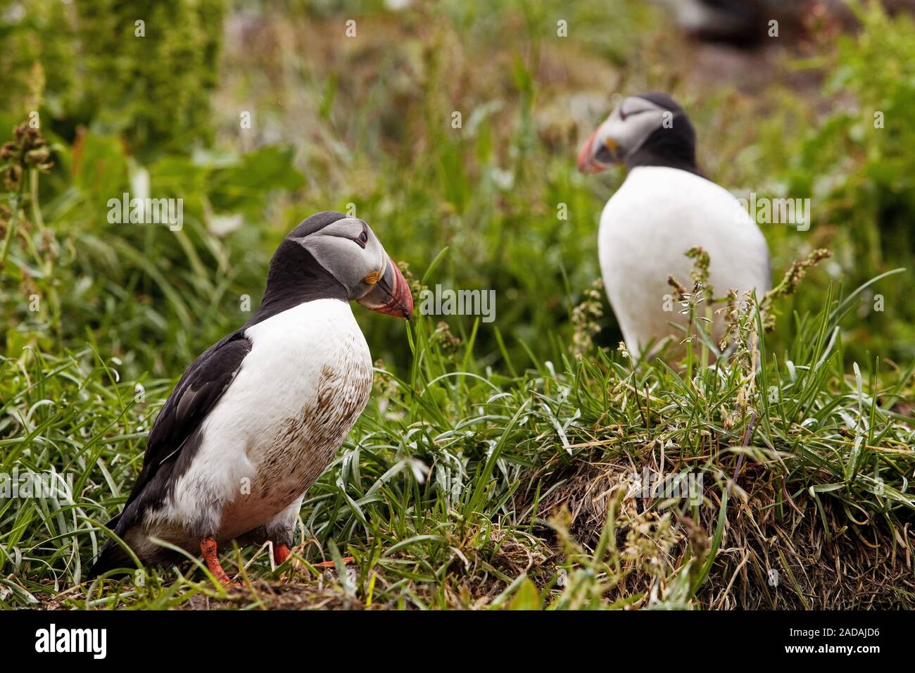 Macareux moine, macareux, commune (Fratercula arctica), Islande, Hafnarholmi Banque D'Images