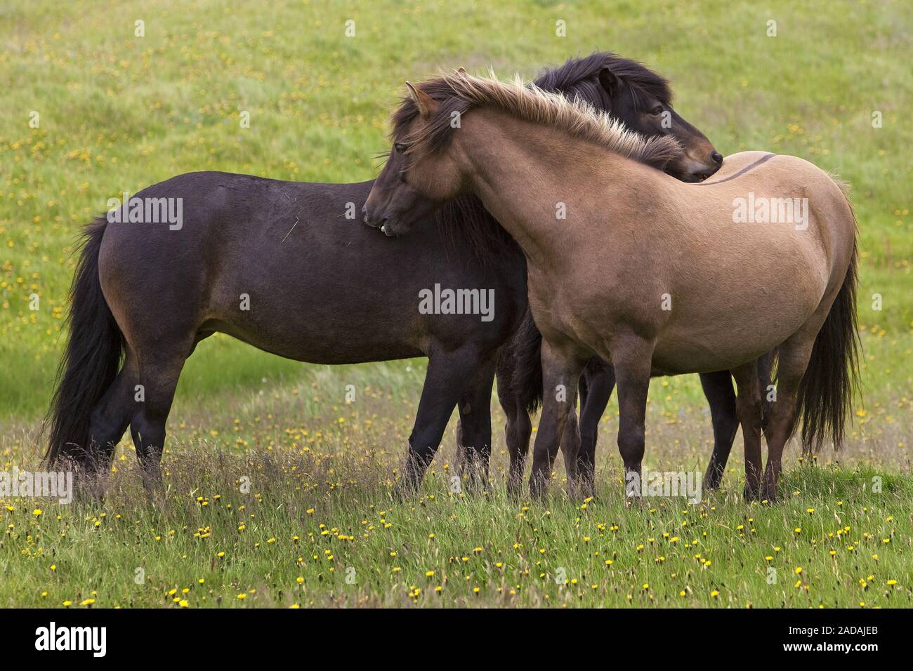 Islandic, Cheval (Equus przewalskii f. caballus), toilettage, Vestrahorn, Islande Banque D'Images