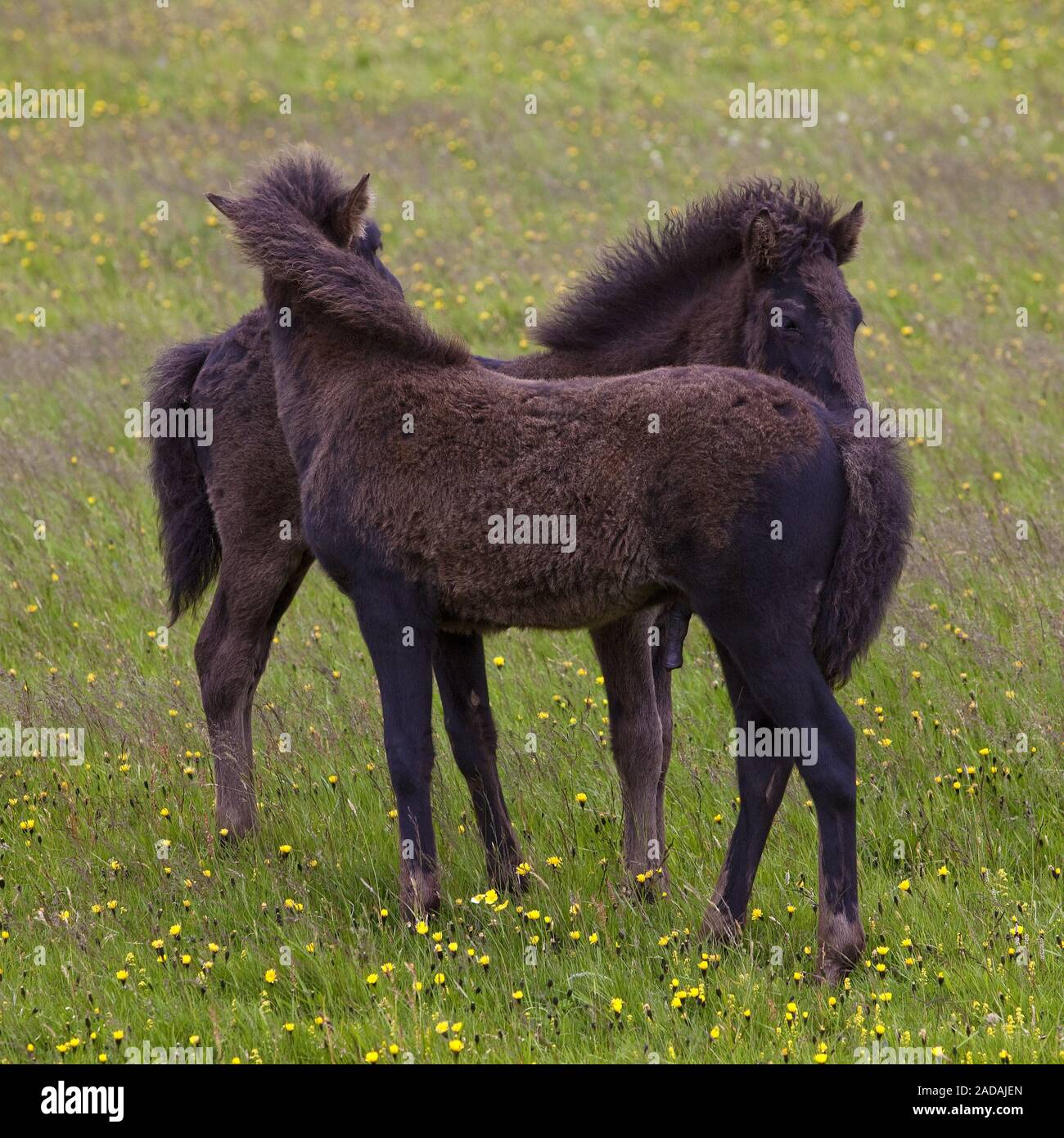 Islandic, Cheval (Equus przewalskii f. caballus), deux poulains, side view, Vestrahorn, Islande Banque D'Images