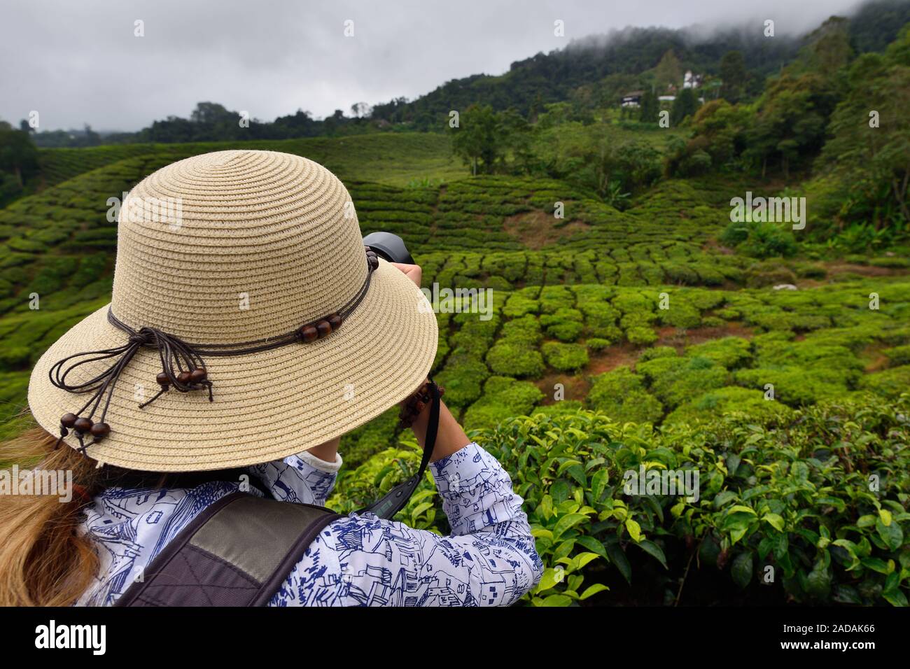 Tourisme Le Cameron Highlands grean hill plantation de thé, sa nature unique en Malaisie. Banque D'Images