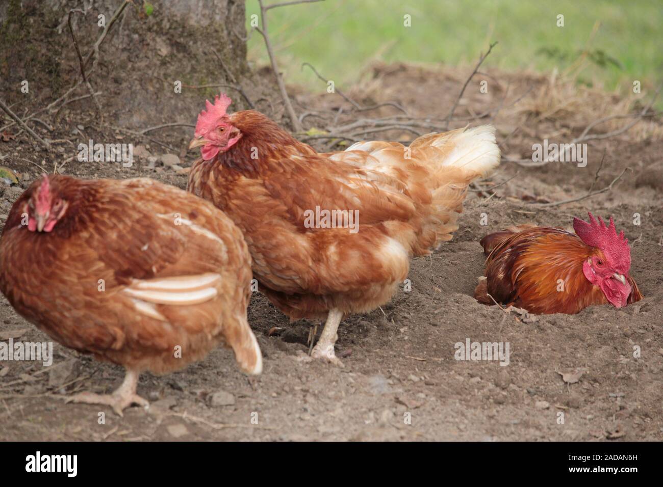 Le poulet et le coq Banque D'Images