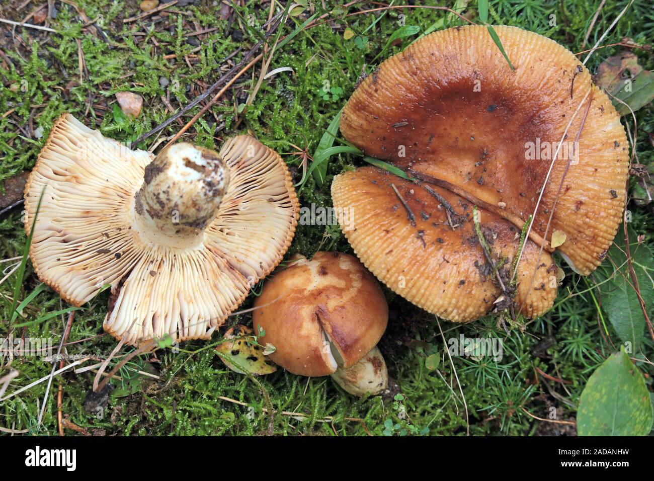 Infidèle à pollinisation libre stinky Banque D'Images