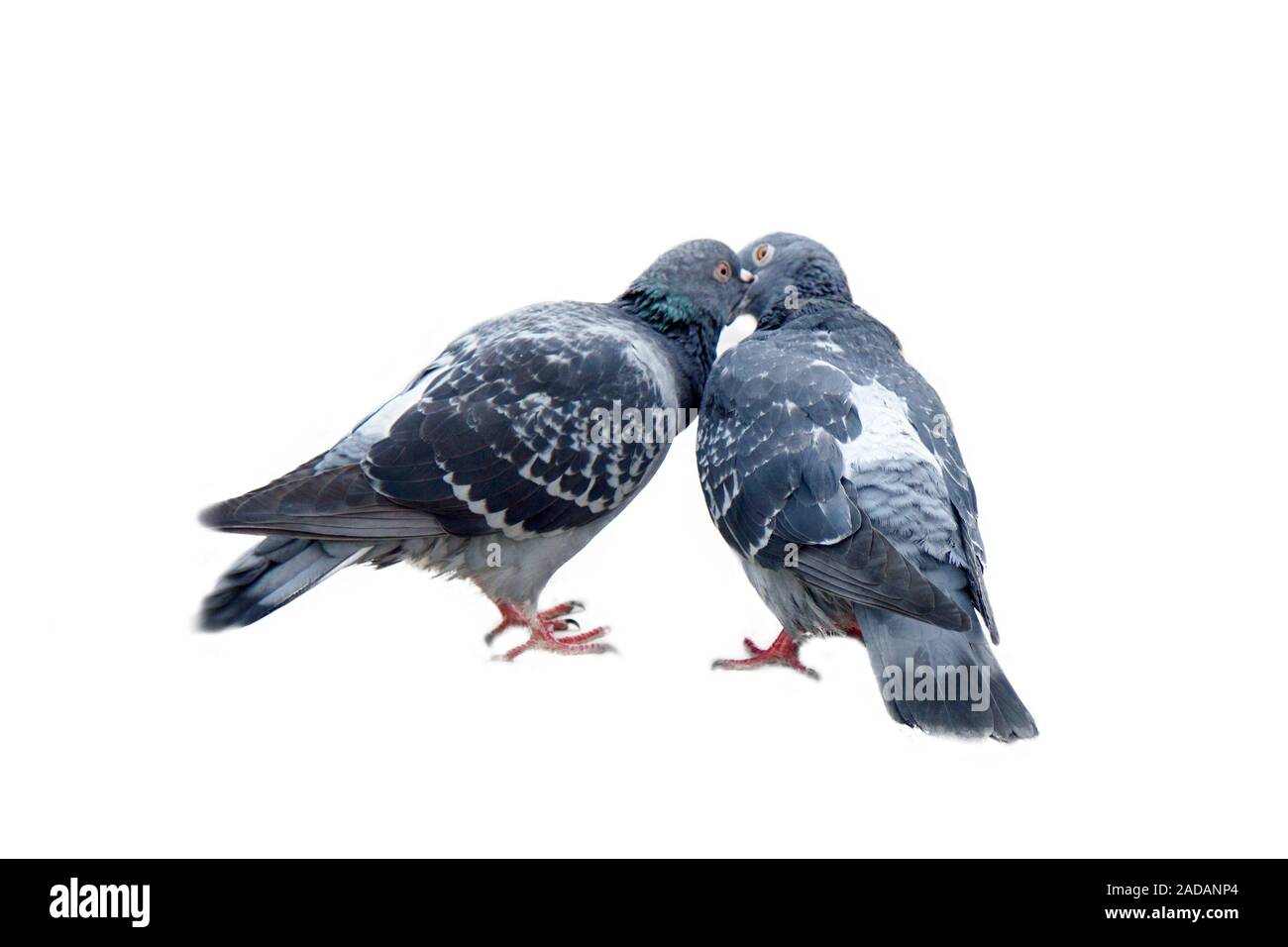 Embrassait PIGEONS sur balle-Jardin Décoration