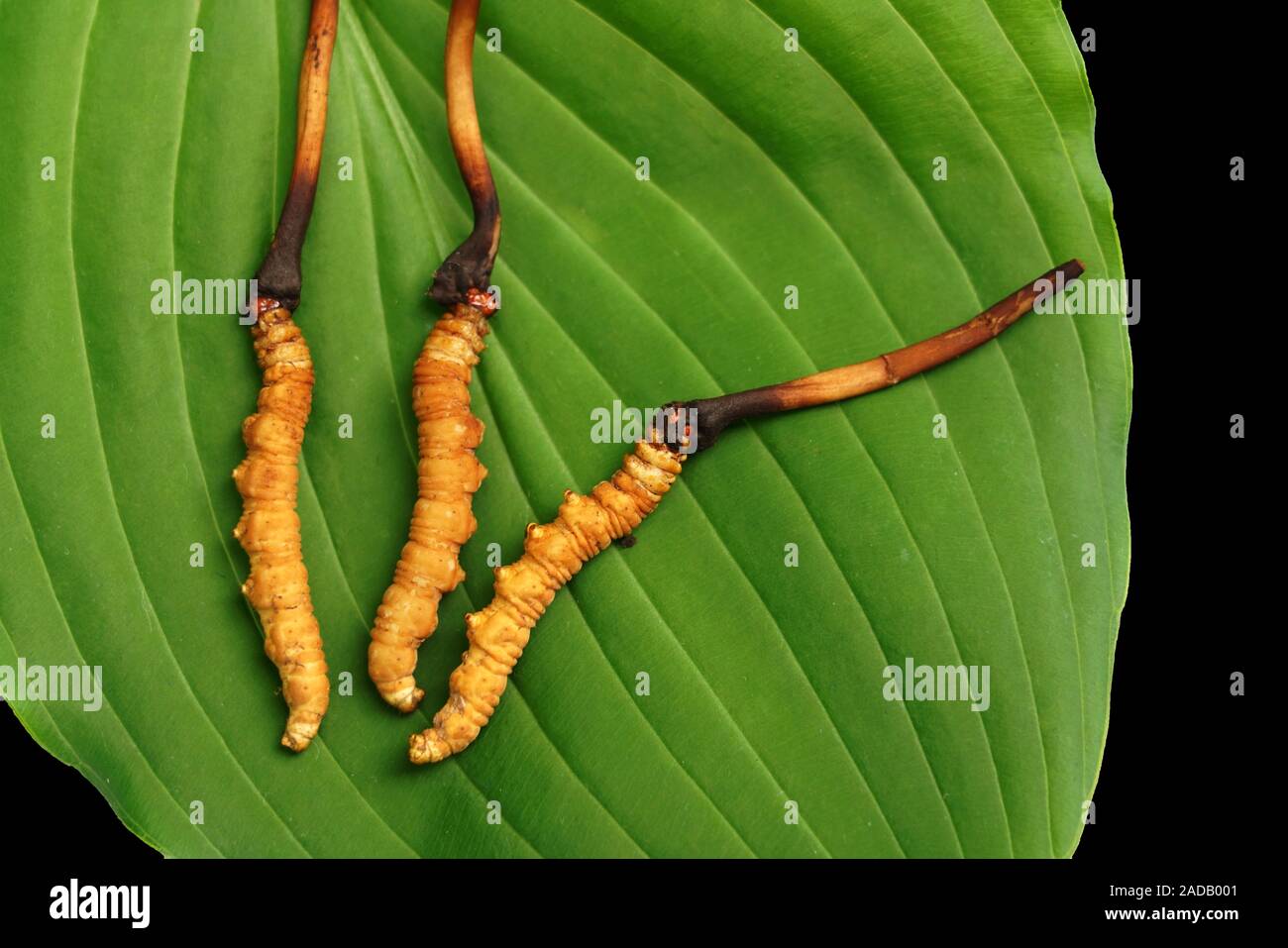 Cordyceps sinensis Banque D'Images