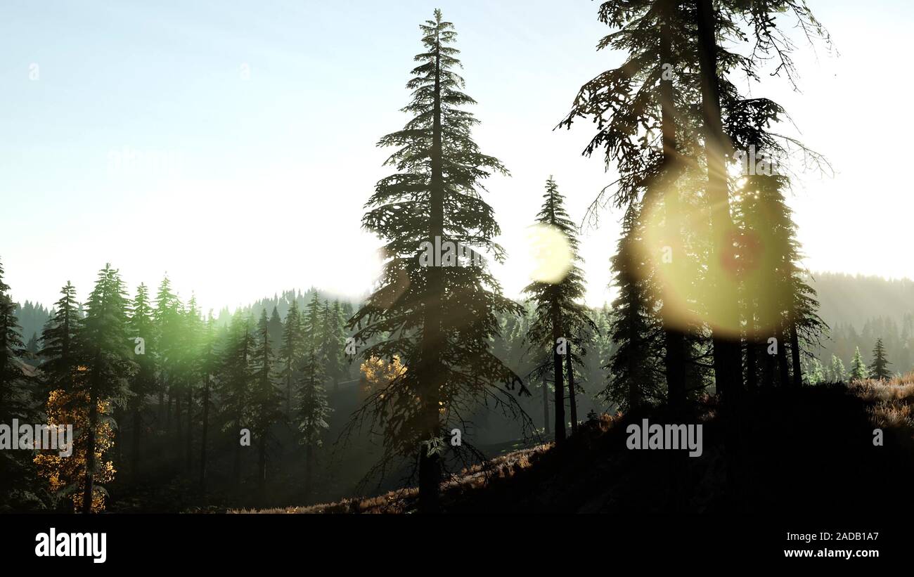 Tôt le matin, la lumière et la dérive du brouillard à travers les arbres Banque D'Images