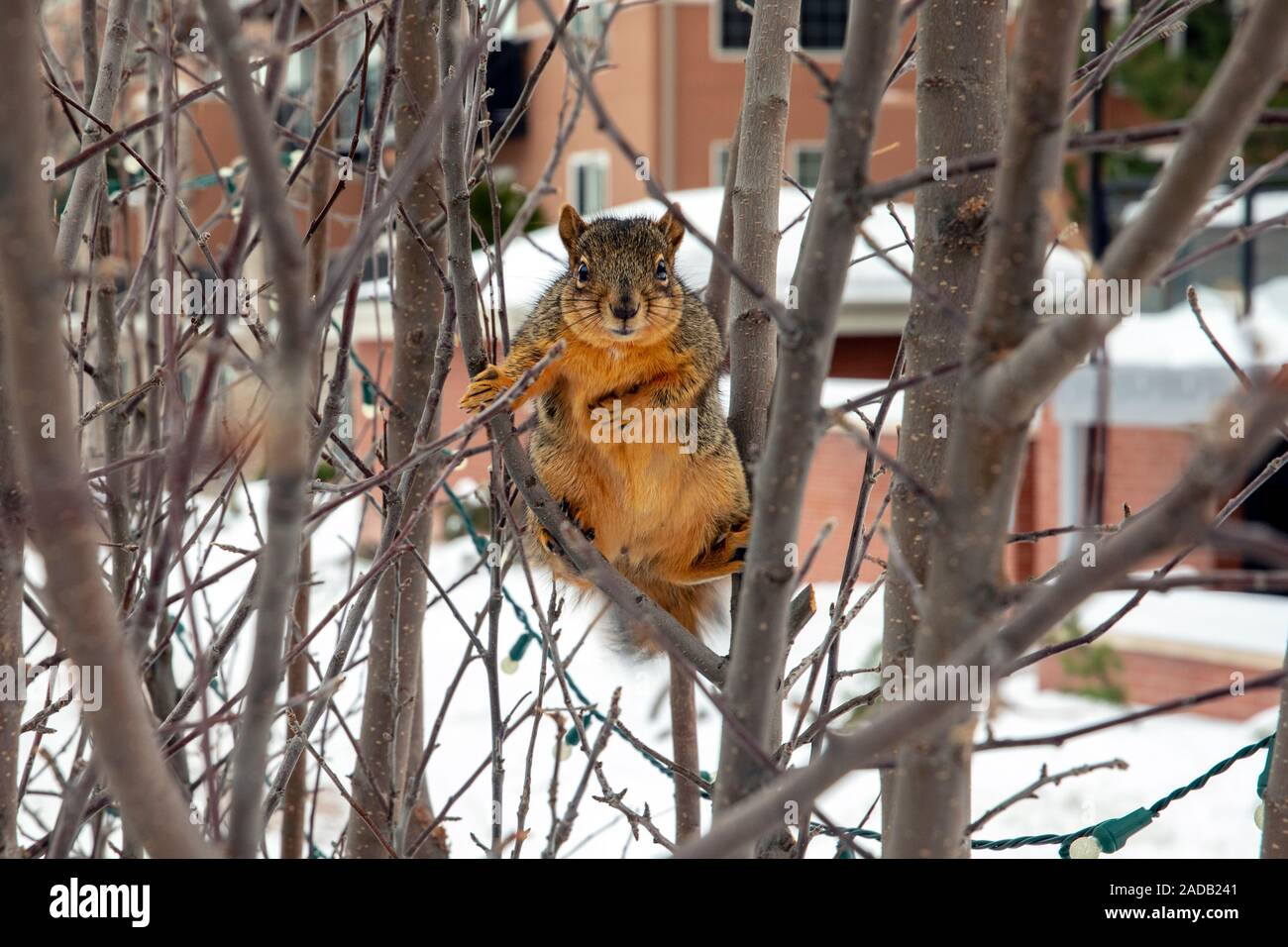 Fox écureuil roux (Sciurus niger) - Golden, Colorado, USA Banque D'Images