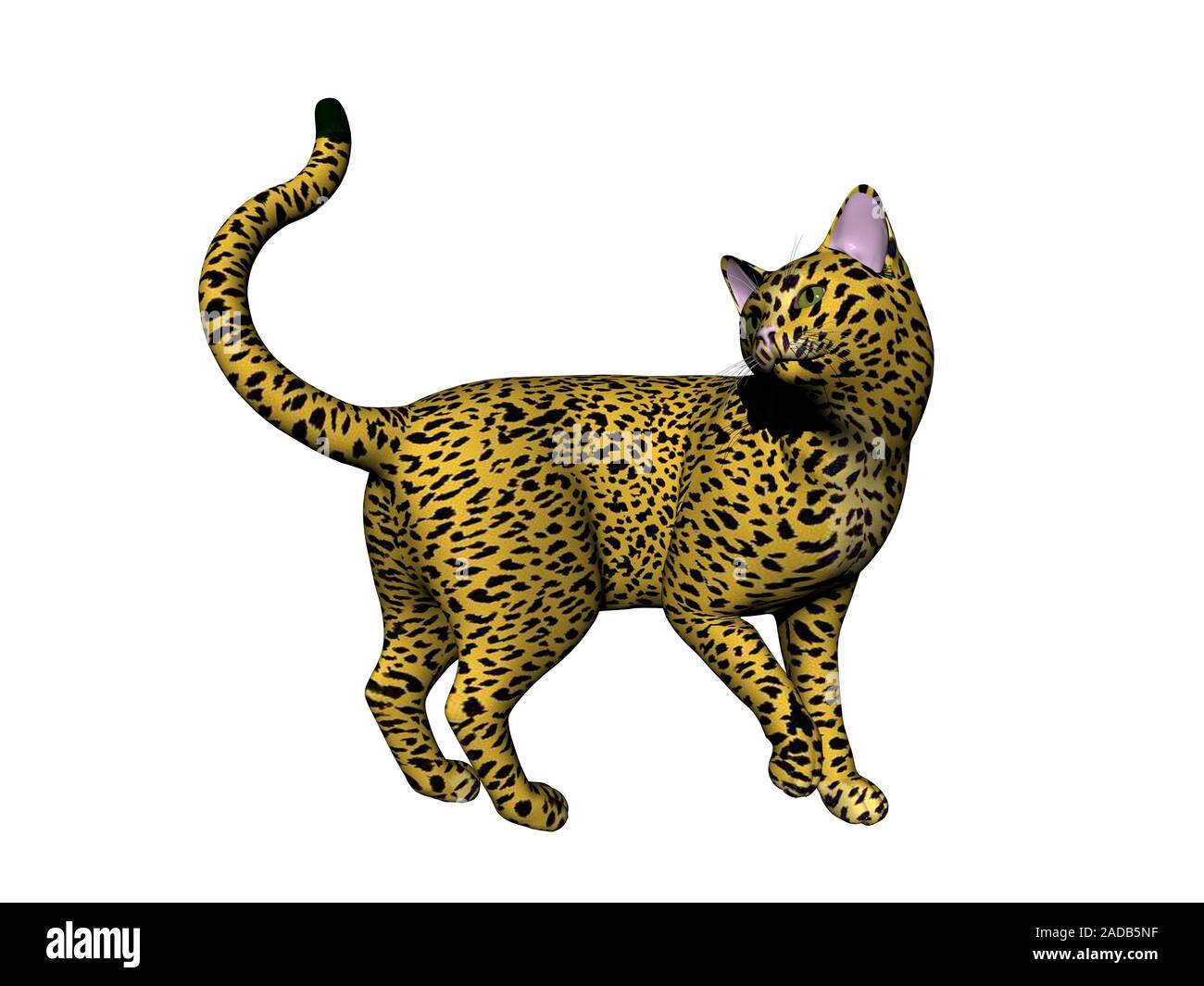 Le chat sauvage dans le pré Banque D'Images