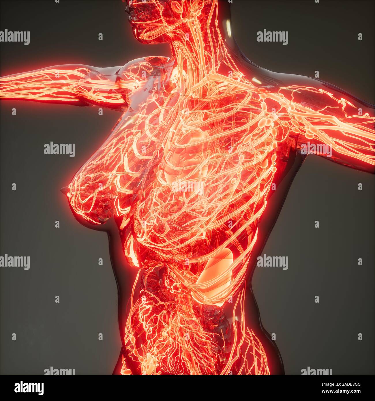 Les vaisseaux sanguins du corps humain Banque D'Images