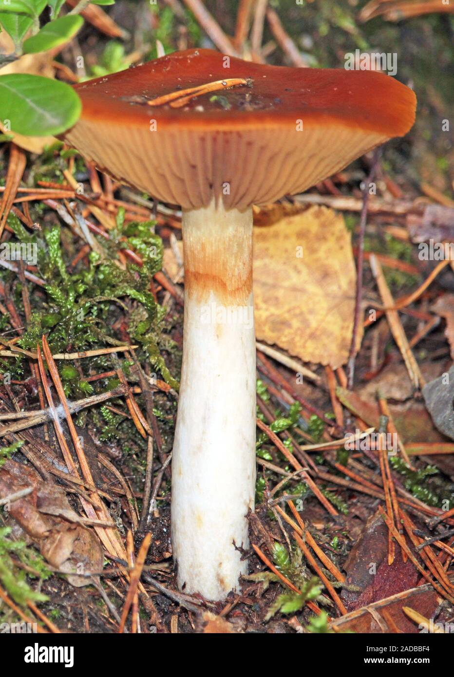 Ceinture marron pied vin Banque D'Images