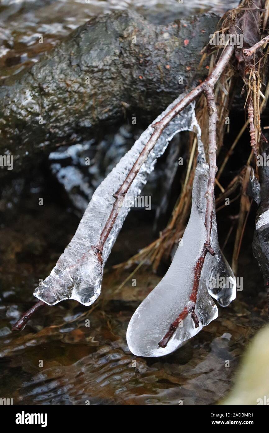 Rameaux gelés près d'un brook Banque D'Images