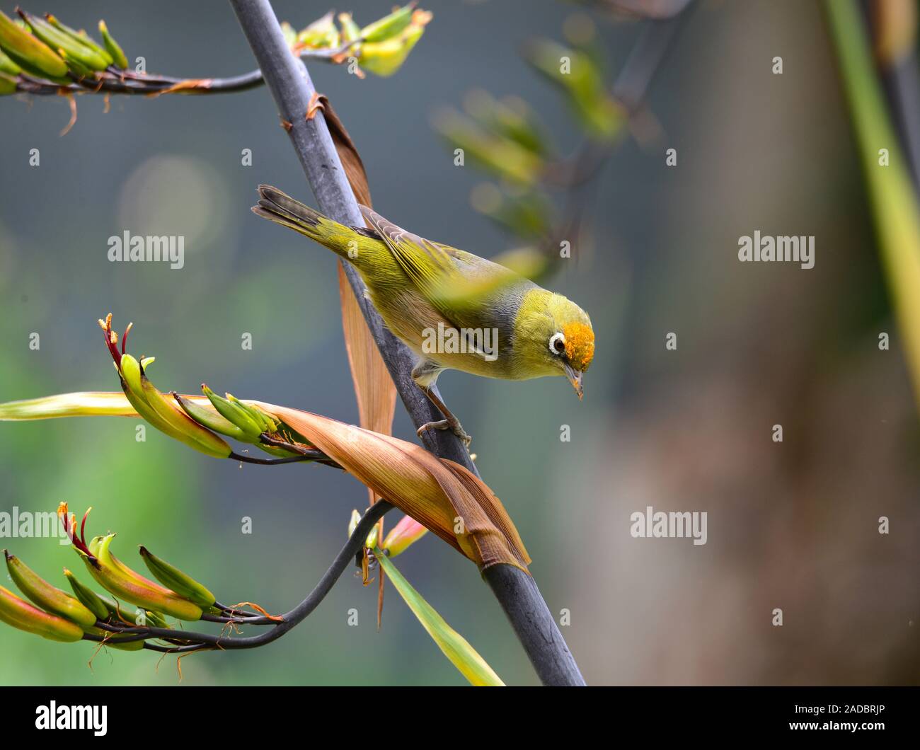 Un waxeye a pollen jaune sur la tête de l'alimentation sur les fleurs de lin Banque D'Images