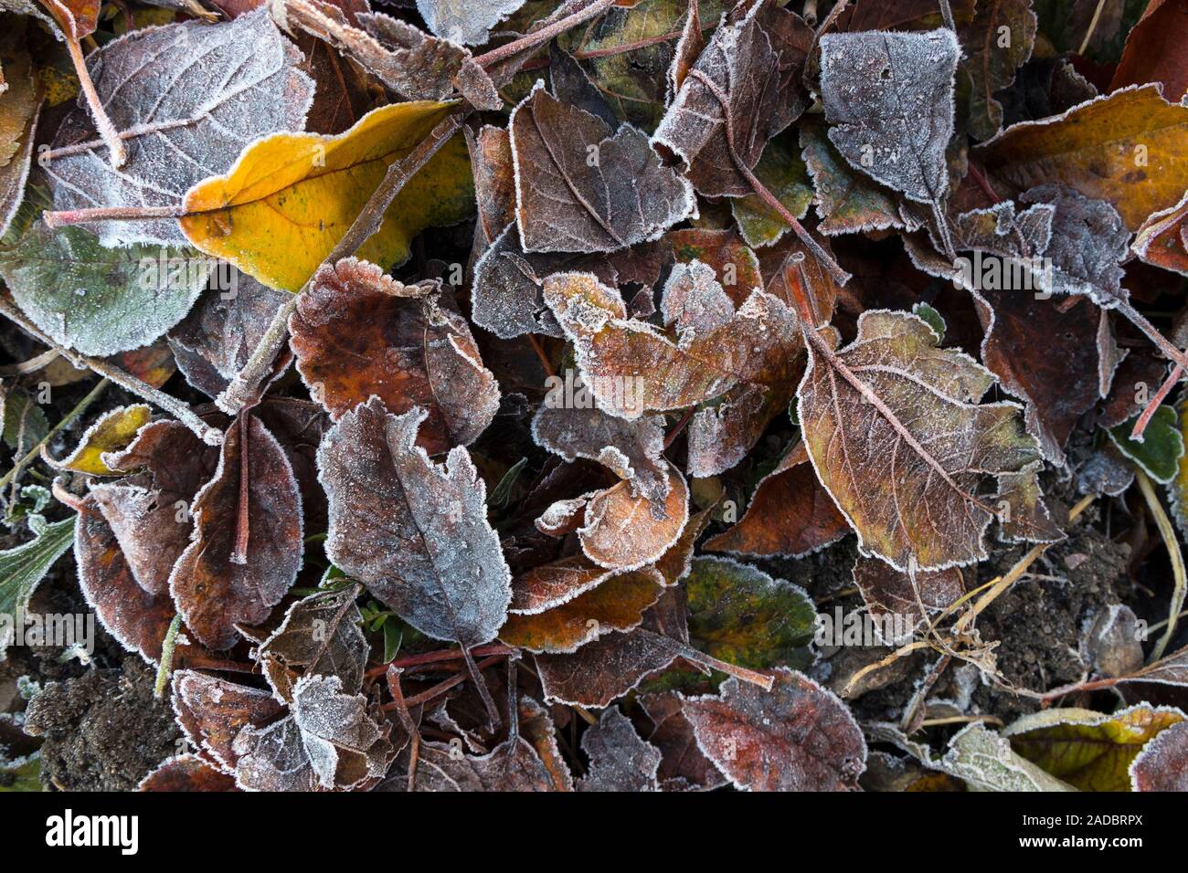 Les feuilles recouvertes de givre, UK Banque D'Images