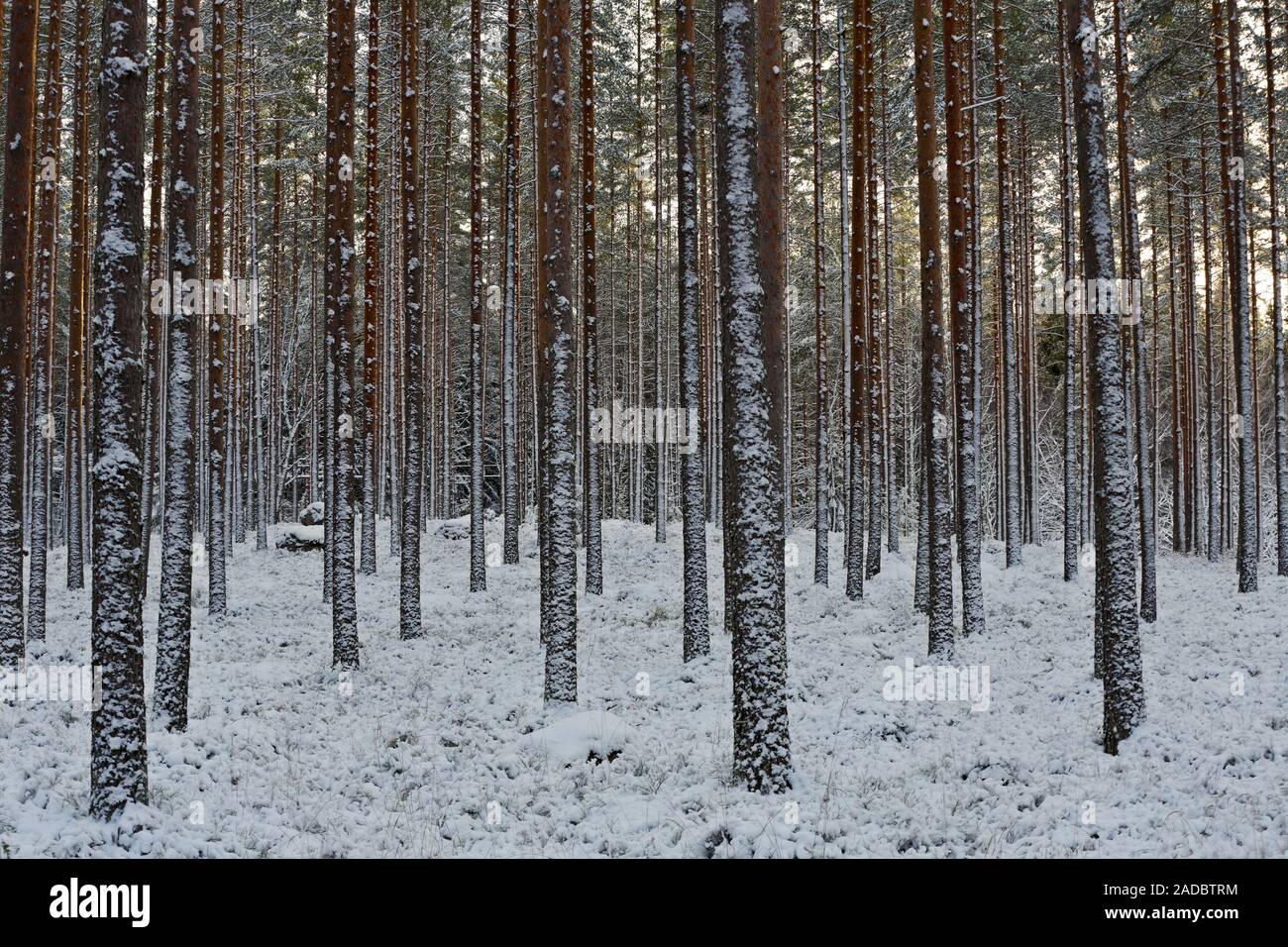 Une forêt de pins enneigés en bref l'heure avancée de la nuit polaire à temps. Banque D'Images