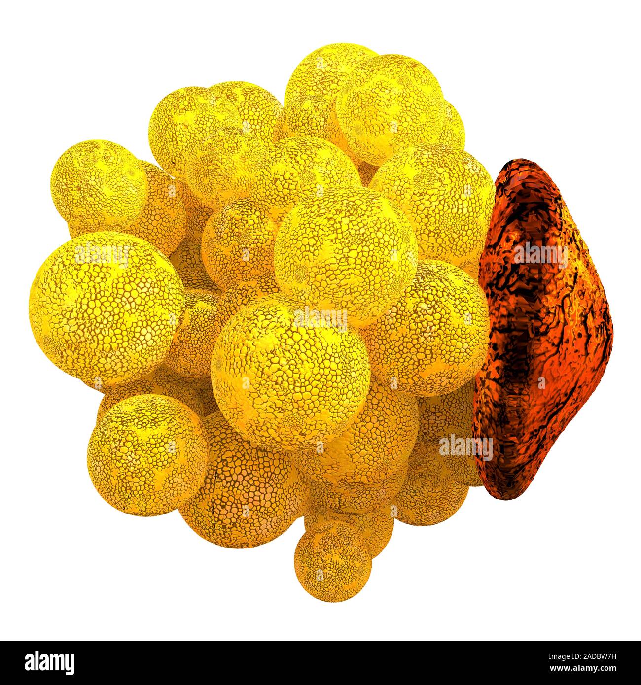 Les cellules de graisse. L'oeuvre de l'ordinateur d'un humain (cellules graisseuses) adipocyte les gouttelettes de lipides contenu. Forme les adipocytes du tissu adipeux, qui stocke l'énergie en tant qu'insulat Banque D'Images