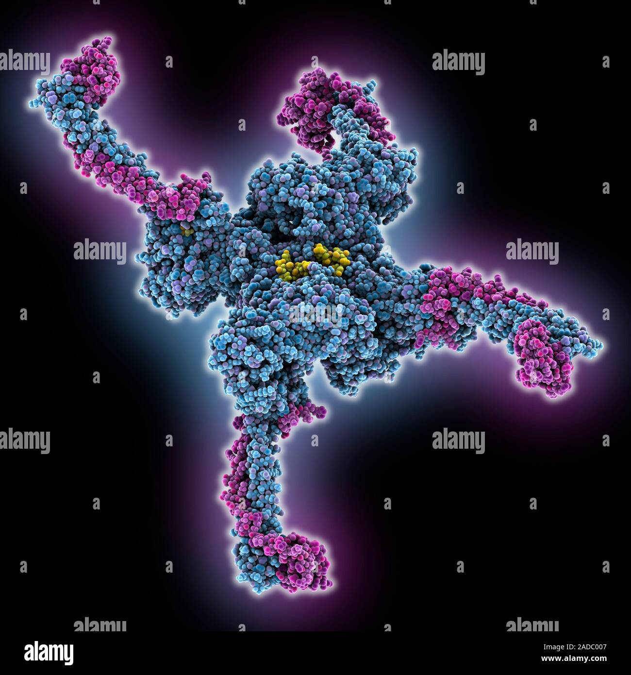 LSD1 complexée à simple brin à polarité négative (acide ribonucléique). Modèle d'ordinateur montrant la structure de l'histone déméthylase spécifique à la lysine 1 (LSD1, Blu Banque D'Images