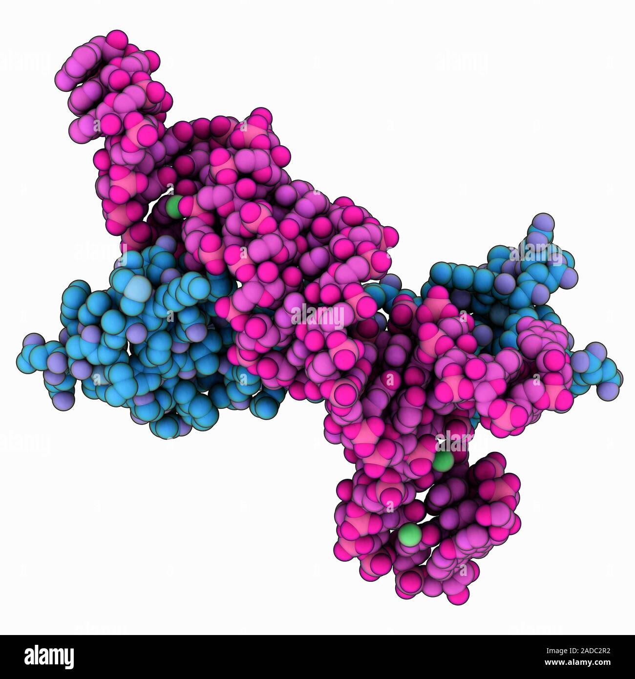 Doigt de zinc complexé par l'ARN (acide ribonucléique). Modèle d