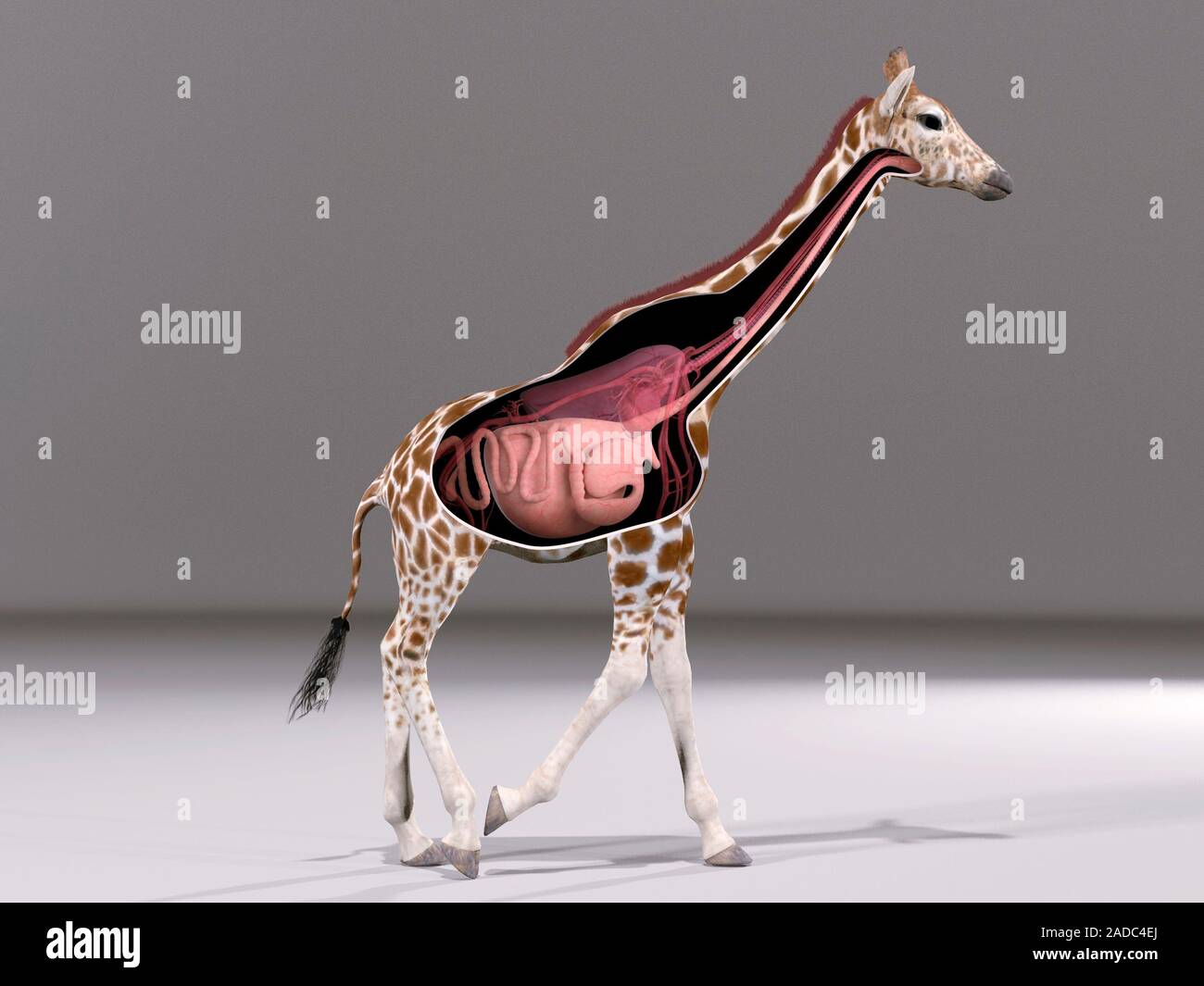 Girafe l'anatomie. Illustration en coupe montrant les organes internes et l'anatomie d'une ...