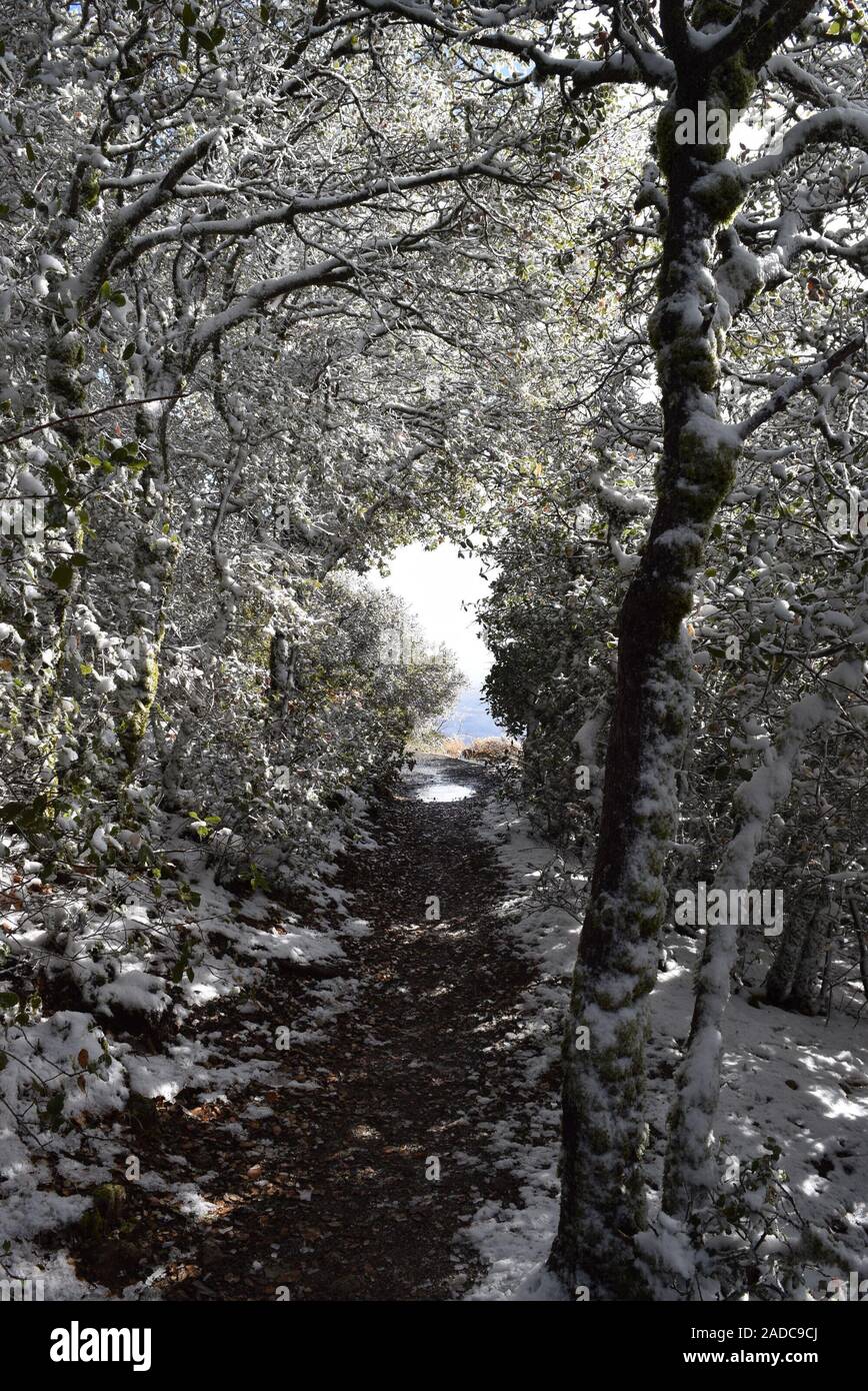 La neige sur le sentier au parc d'état de Mont Diablo, comté de Contra Costa, en Californie, USA Banque D'Images