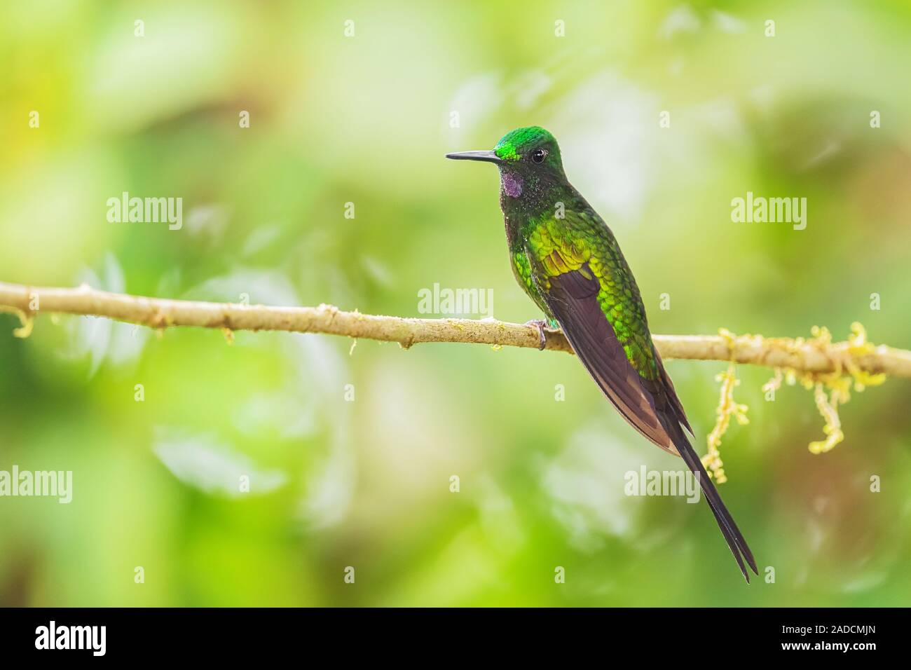 L'impératrice brillante - Heliodoxa imperatrix, couleur magnifique de l'ouest des pentes hummingbird andine de l'Amérique du Sud, l'Équateur, Amagusa. Banque D'Images