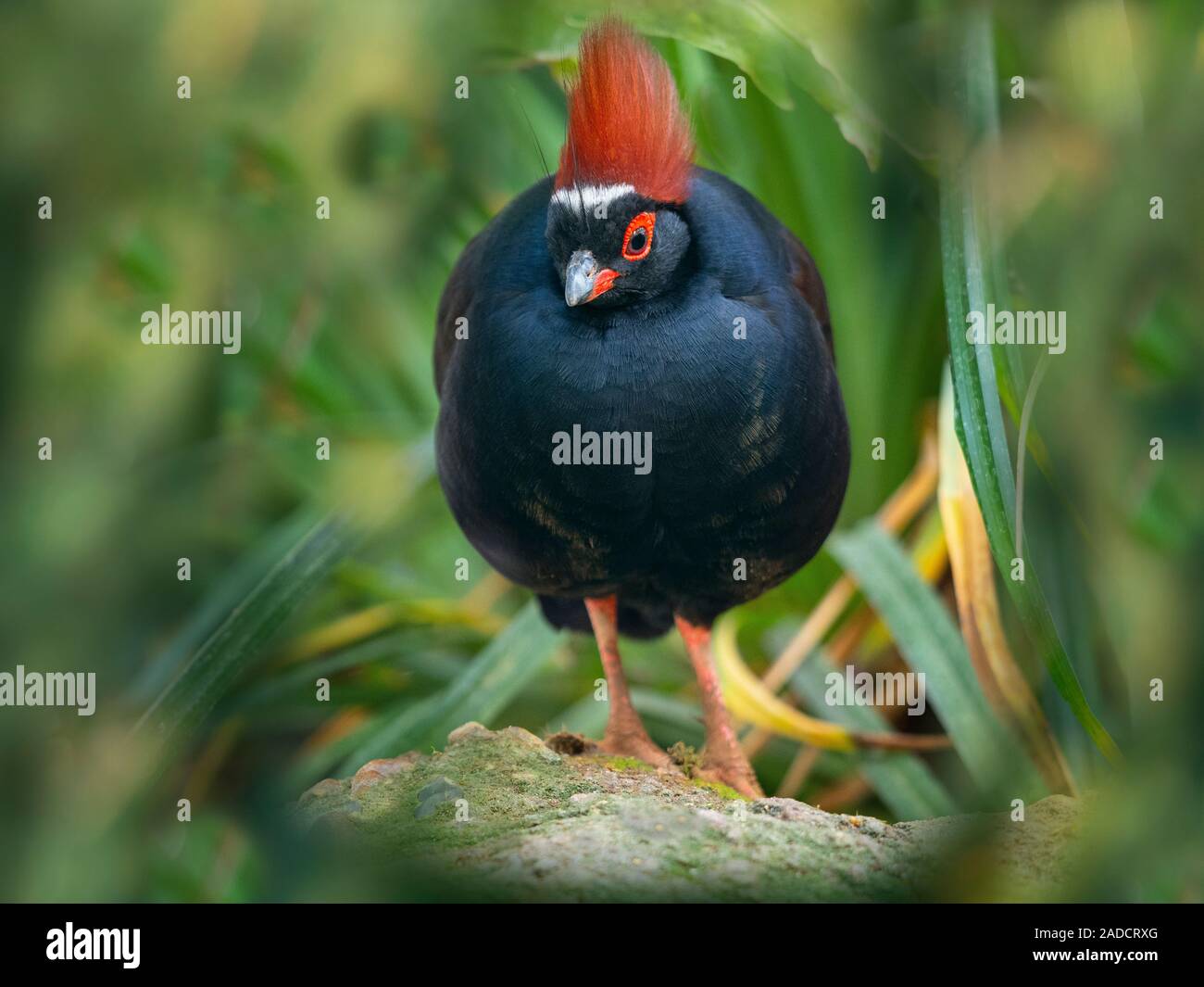 Rollulus rouloul Crested wood partridge. roul-roul, Partridge wood à couronne rouge Banque D'Images