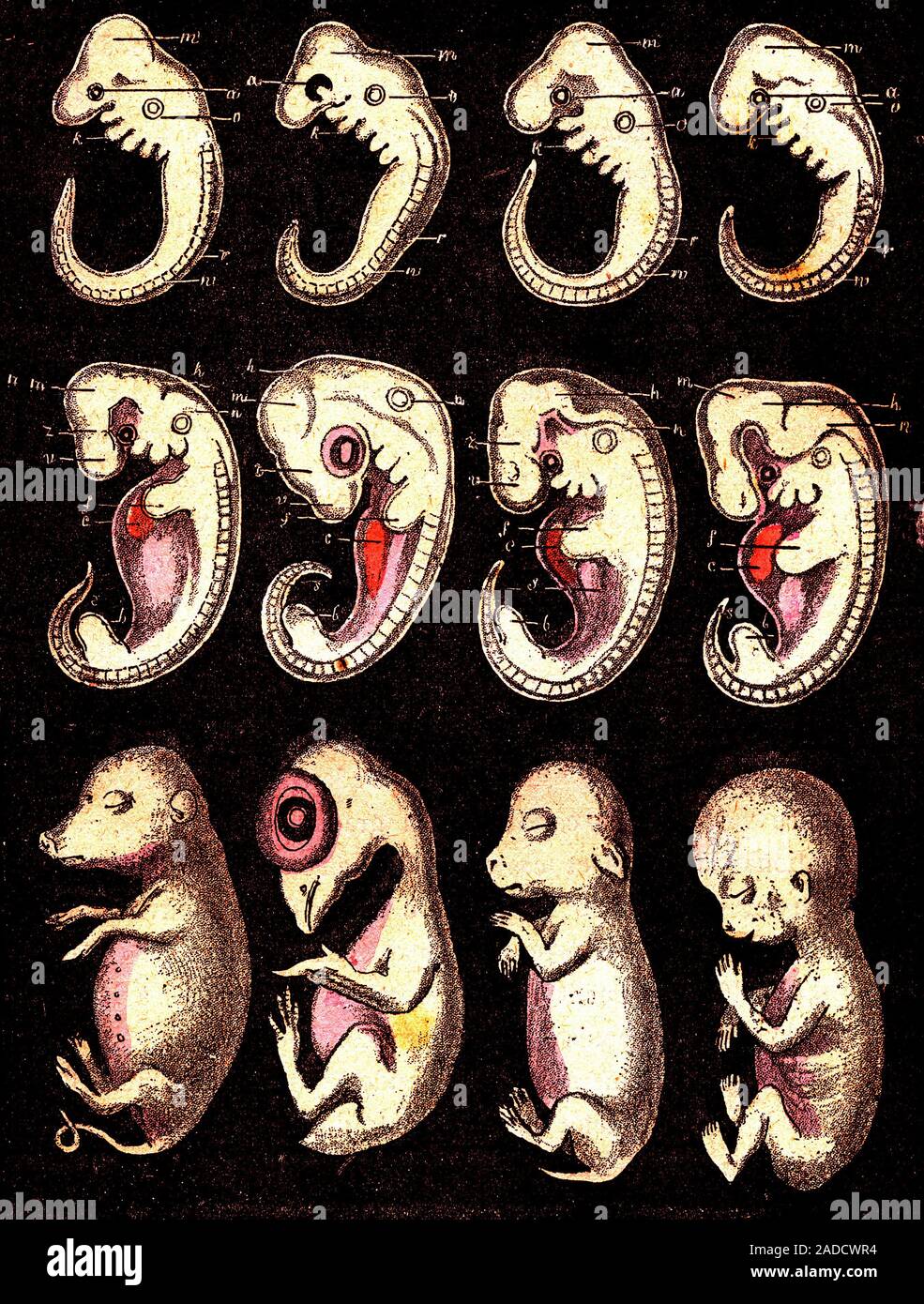 Embyro animales le développement. 1885 illustration par A. Demarle représentant le développement de (vertical, de gauche à droite) un cochon, poule, lapin et les droits de Banque D'Images