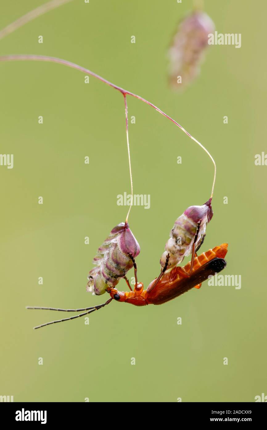 Soldat rouge beetle (Rhagonycha fulva). Un moyen facile d'identifier ...
