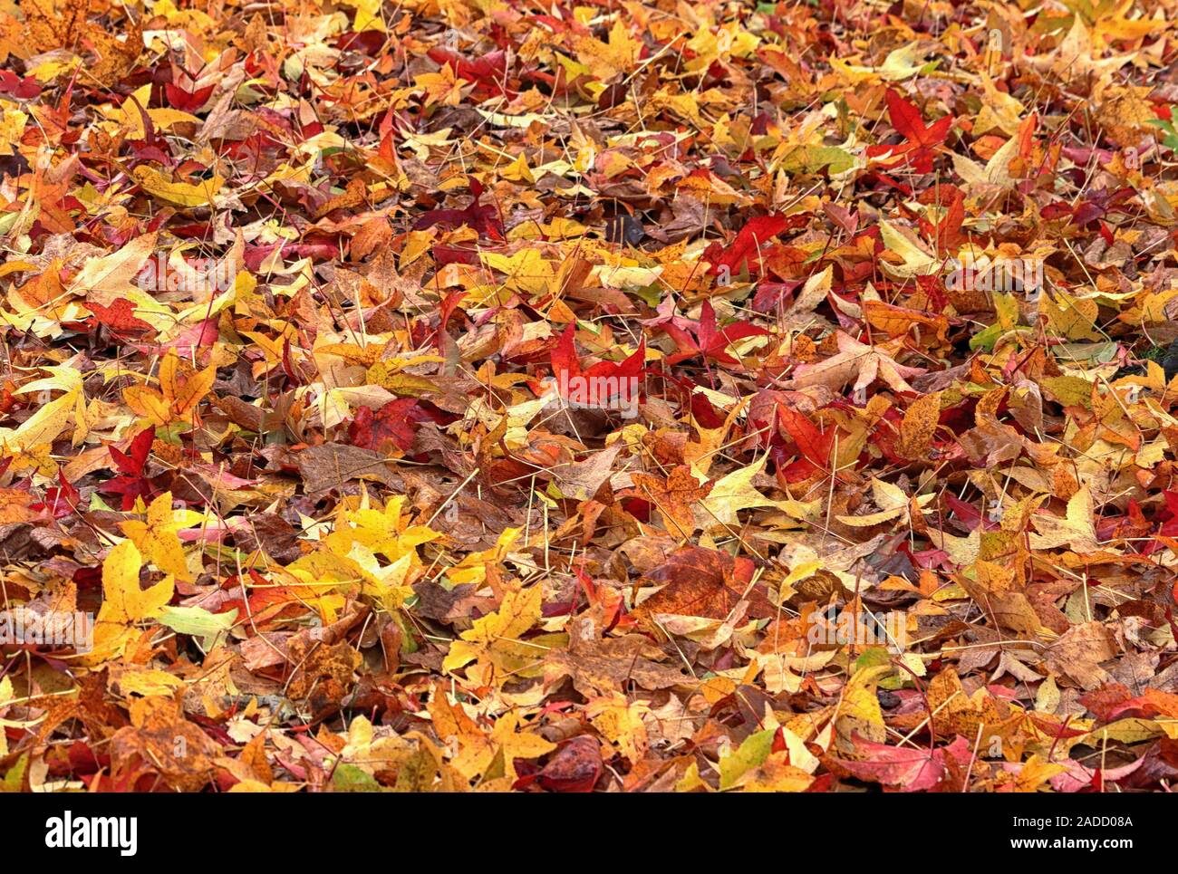 Un tapis de feuilles d'automne couleur d'or tombé sur un plancher de bois  Photo Stock - Alamy
