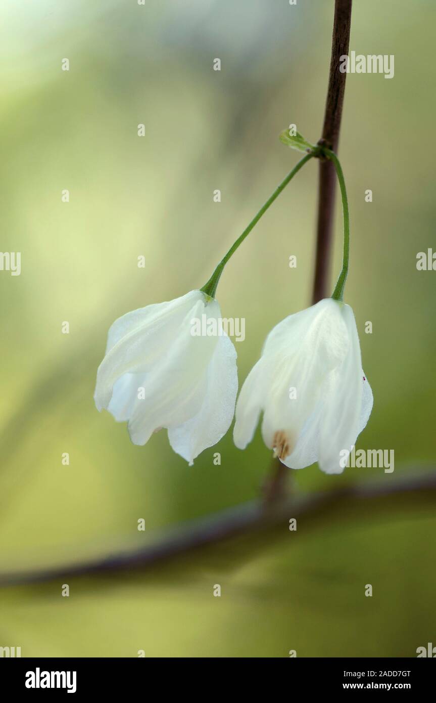 Carolina Silverbell Halesia tetraptera () en fleurs. Banque D'Images