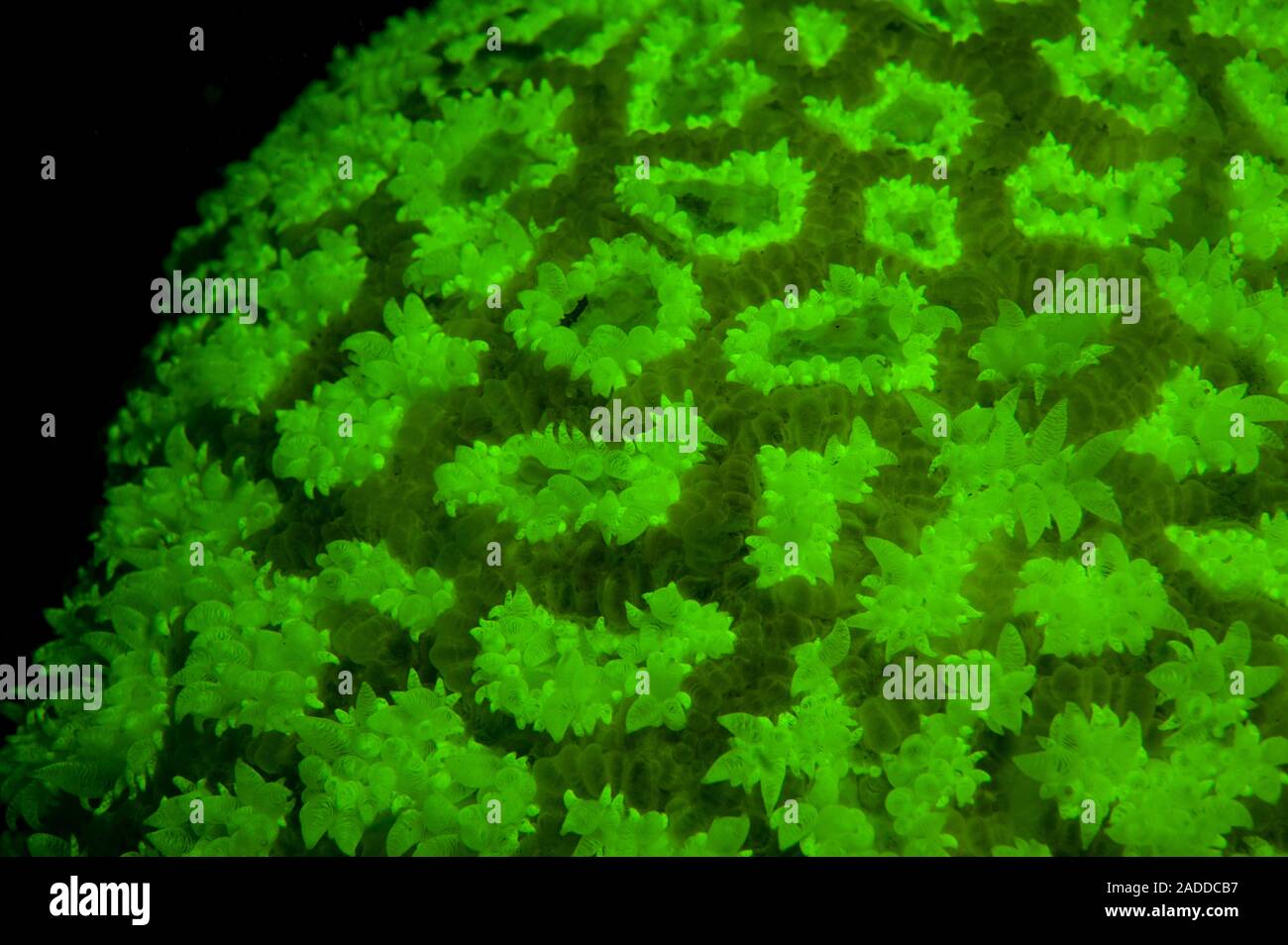 Coraux durs vert fluorescent sous l'eau, photographié à l'aide de lampe de  couleur bleu nuit et un filtre jaune. La lumière bleue dans les pigments  excite Photo Stock - Alamy