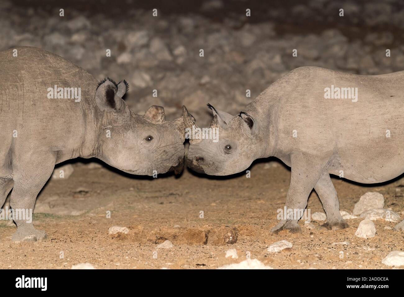 Le rhinocéros noir (Diceros bicornis). Le rhinocéros noir est un animal  solitaire, qui se nourrit de la végétation. Il peut atteindre une hauteur  de plus de 1,5 mètres Photo Stock - Alamy