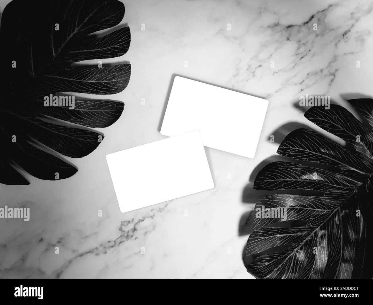 Carte de mock-up blanc vide. Les cartes d'affaires sur fond de marbre blanc avec des feuilles de palmier tropical. modèle, couleur monochrome Banque D'Images Carte de mock-up blanc vide. Les cartes d'affaires sur fond de marbre blanc avec des feuilles de palmier tropical. modèle, couleur monochrome Banque D'Images