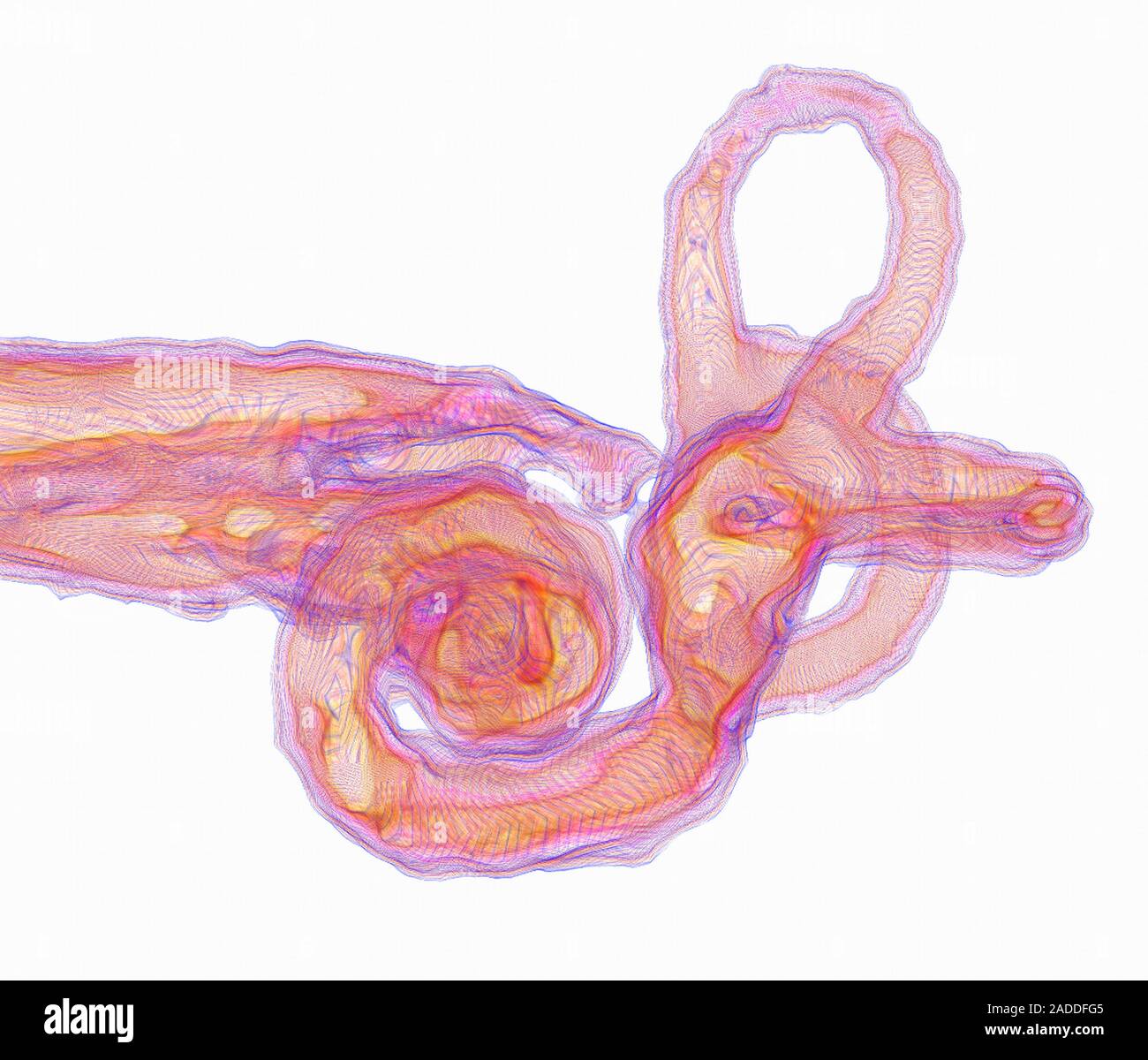 Les structures de l'oreille interne. 3D couleur de l'imagerie par résonance  magnétique (IRM) des structures d'une oreille interne humaine normale. Les  structures indiquées ici sont t Photo Stock - Alamy