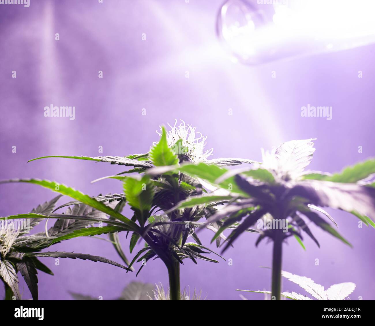 Culture de marijuana en intérieur sous éclairage artificiel. Le cannabis bud en croissance. Banque D'Images