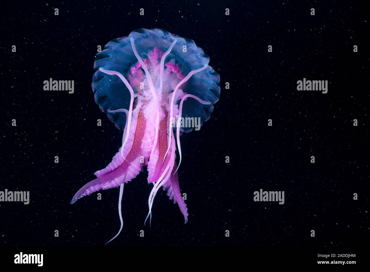 Les méduses stinger mauve (Pelagia noctiluca). Cette méduse se trouve — free download