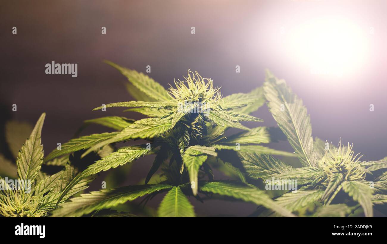 Les jeunes bourgeons vert floraison de la plante de cannabis marijuana. culture concept. Banque D'Images