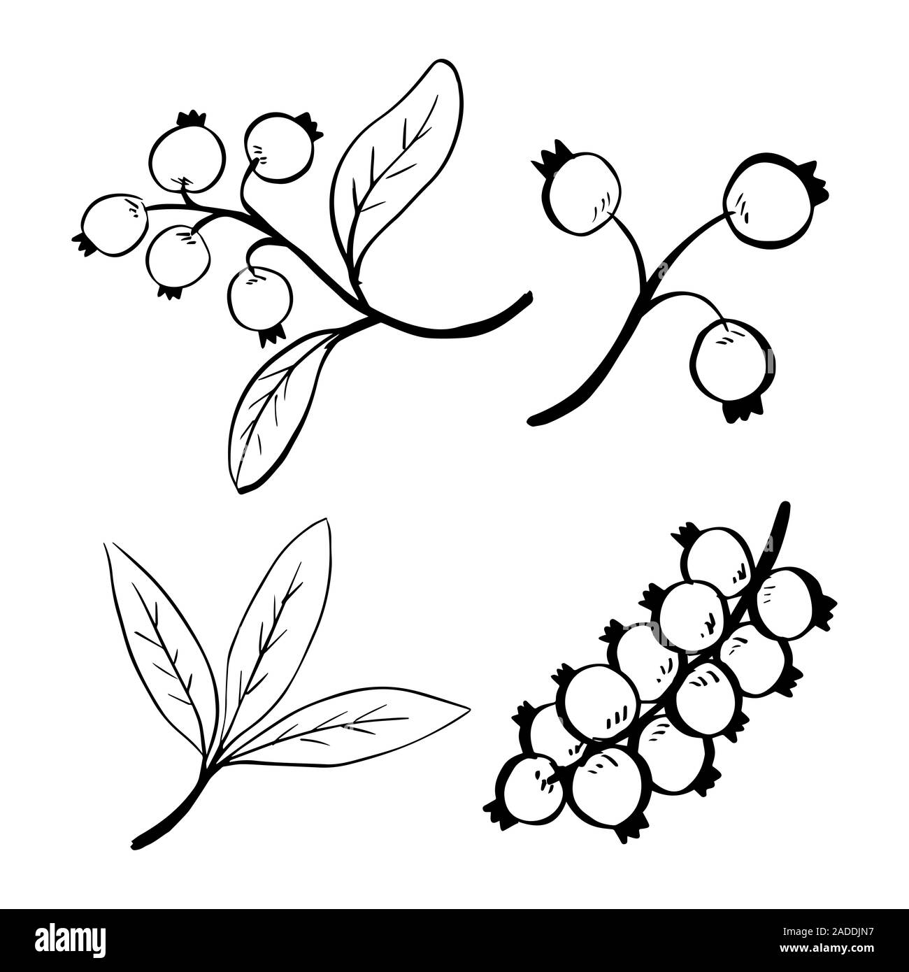 Doodle jeu de feuilles et de baies isolées sur fond blanc pour Noël - hand drawn vector illustration. Banque D'Images