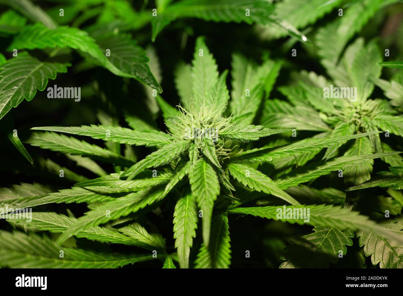 Les jeunes bourgeons vert floraison de la plante de cannabis marijuana. culture concept. Banque D'Images