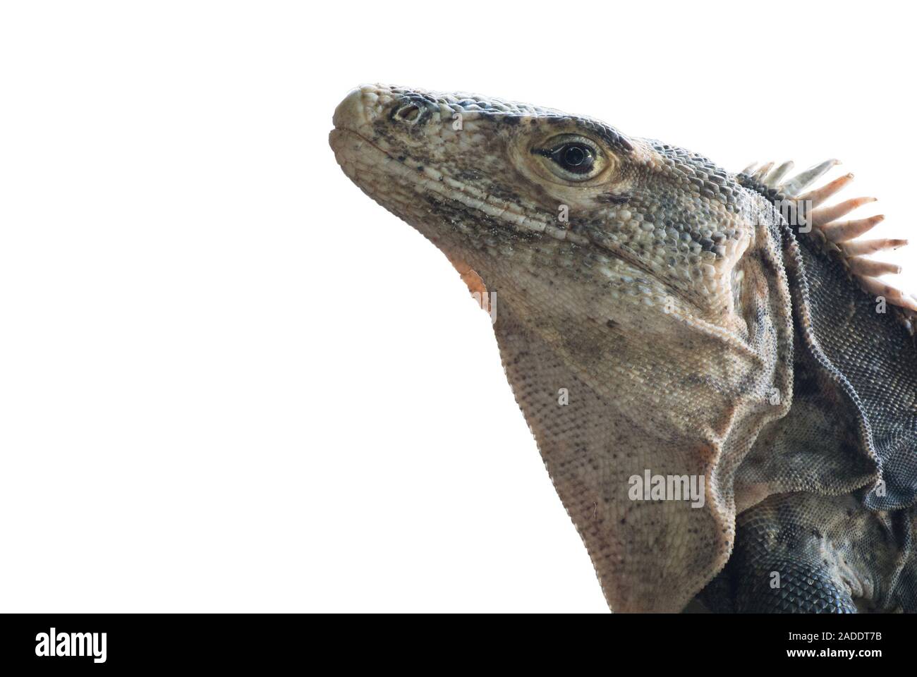 Iguana mâle à queue épineuse , Ctenosaura similis Banque D'Images