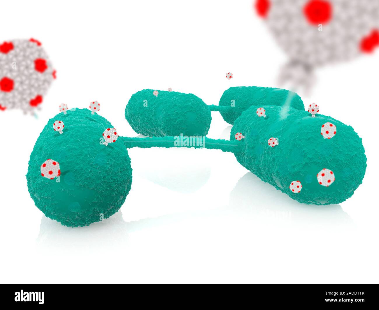 Les bactéries salmonella bactériophages infectant, illustration. Les ...