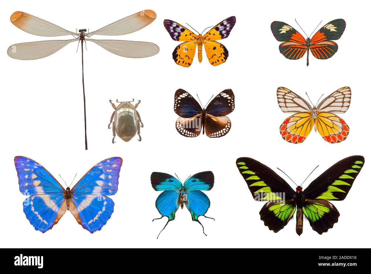 Une collection de papillons et de libellules et d'insectes avec fond blanc Banque D'Images