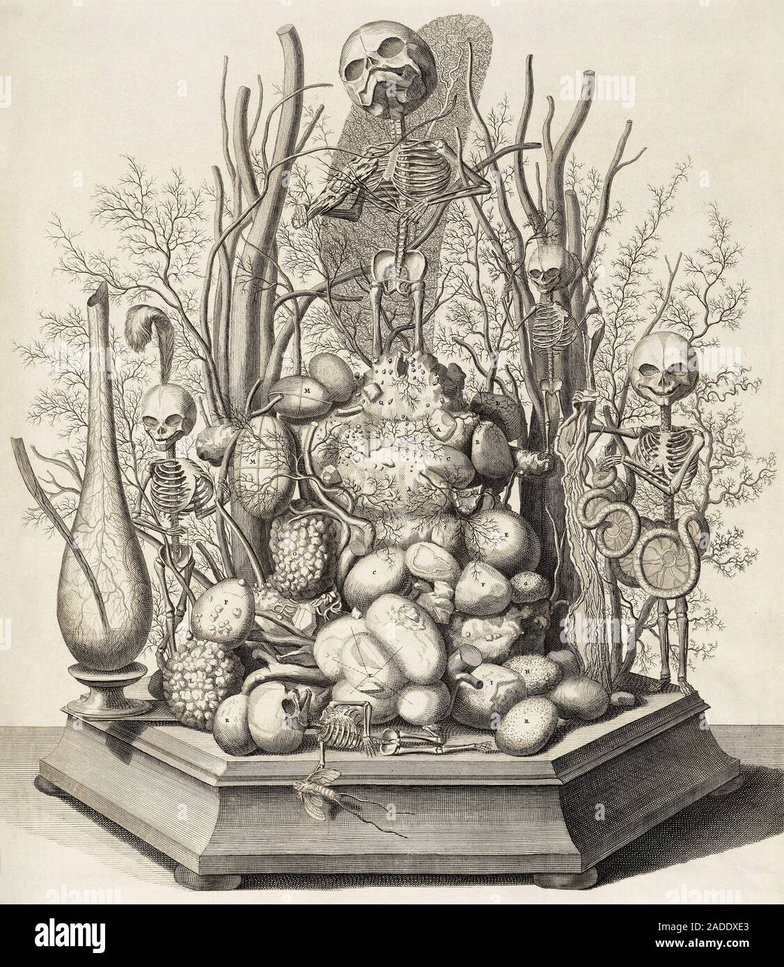 Squelette de foetus illustration stock. Illustration du squelette